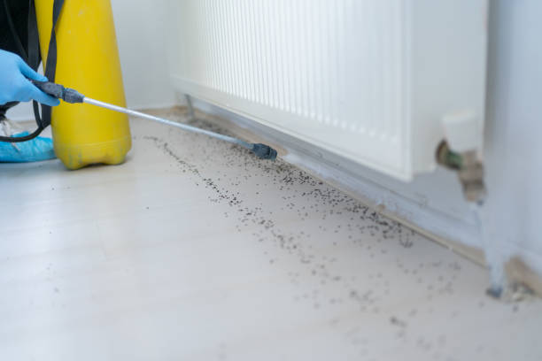 Wasp Removal Services in Cookeville, TN